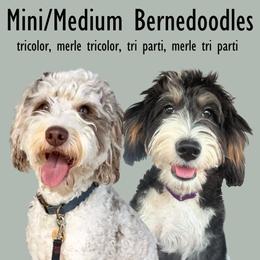 Bernedoodle puppies from Sonoran Standard Doodles