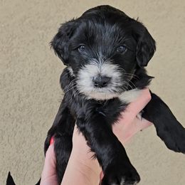 4 Boys - Black and white male Portuguese Water Dog puppy in Saratoga Springs, Utah from Utah Lake Porties