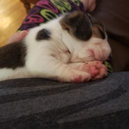 Beagle Puppies from Wilderness Beagles