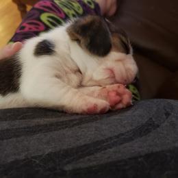 Beagle Puppies from Wilderness Beagles