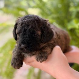 Ace - Chocolate male Goldendoodle puppy in El Dorado, Arkansas from Magnolia Mini Doodles