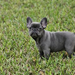 French Bulldog Puppies from Charles Frenchies