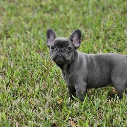 French Bulldog Puppies from Charles Frenchies
