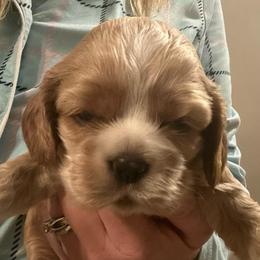 Girl 1 - Red female Cocker Spaniel puppy in Spotsylvania, Virginia from Wilkshire Farm