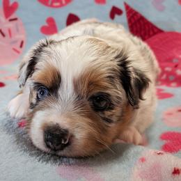 GAMALA's Revenge on Seattle - Blue merle female Toy Australian Shepherd puppy in Shepherd, Texas from GAMALA Farm & Kennels