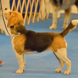 Beagles and Norwegian Buhunds from Fjordriket