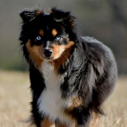Weezy - Toy Australian Shepherd