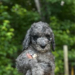 Yellow - Merle male Goldendoodle puppy in Ranger, Georgia from Muscadine Meadows Poodles and Doodles