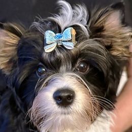 Banner - Black tan and white Biewer Terrier puppy in Lansing, Michigan from ABC Biewers and Biros