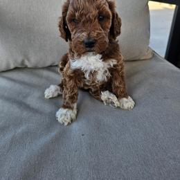Yellow Girl - Apricot female Labradoodle puppy in Payson, Utah from Utah County Labradoodles