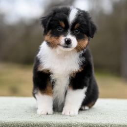 Charlie Brown - Black tri male Miniature American Shepherd puppy in Groesbeck, Texas from Empire Miniature American Shepherds