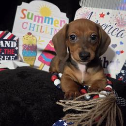 Max - Brindle male Dachshund puppy in Bandera, Texas from Pup Cakes