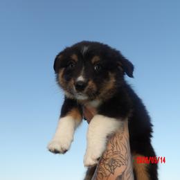 Bunny - Black tri-color female Australian Shepherd puppy in Elkhart, Texas from Donaldson Dogz
