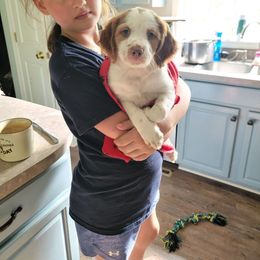 Orange male 2 - Orange and white male Brittany puppy in Rhoadesville, Virginia from HOMESCHOOLED BRITTANYS LLC