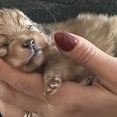 Pomeranians from Adelia’s perfect poms