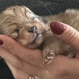 Pomeranians from Adelia’s perfect poms