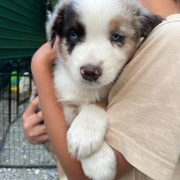 Patch - Red merle male Australian Shepherd puppy in Belmont, Vermont from Pennyrile Australian Shepherds