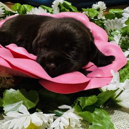 Labrador Retriever Puppies from Enchanted Garden Labradors