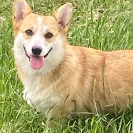 Luna - Pembroke Welsh Corgi