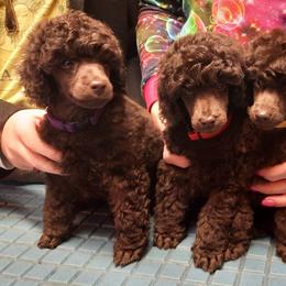 Baloo - Brown male Poodle puppy in Coarsegold, California from Love Chocolate Poodles