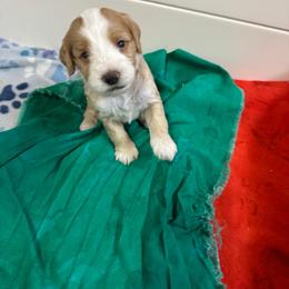 Girl 4 - Caramel cream female Labradoodle puppy in Bakersfield, California from Shelly Lynn