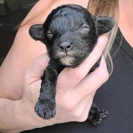 Theodore - Black and white male Cavapoo puppy in West Bountiful, Utah from Kings Peak kennel