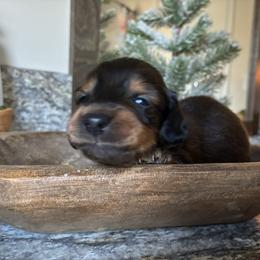 Gravy - Red male Dachshund puppy in Dobson, North Carolina from Oakleys Dachshund Haven