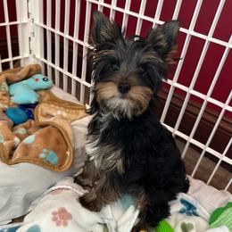 Bruce - Black and tan male Yorkshire Terrier puppy in Ashland, Kentucky from Yorkie Paw