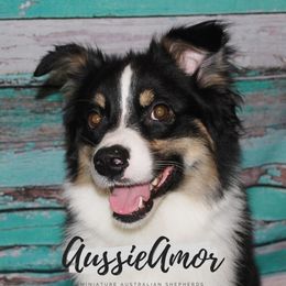 Ozzo - Miniature Australian Shepherd