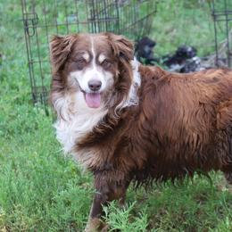 Joker - Australian Shepherd