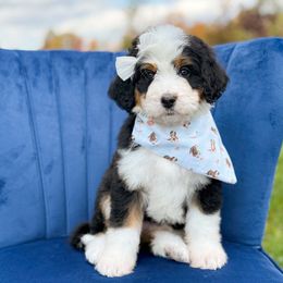 Cranberry (girl) - Tri-color female Bernedoodle puppy in Bellville, Ohio from Bernedoodle Buddies