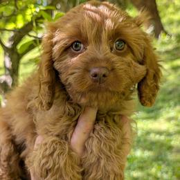 Daisy - Red female Cavapoo puppy in Coshocton, Ohio from Forever Family Puppies