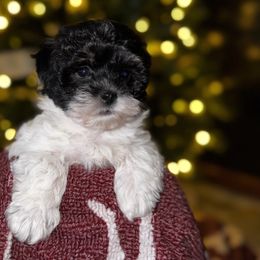 Havapoo Puppies from Claire Lengacher