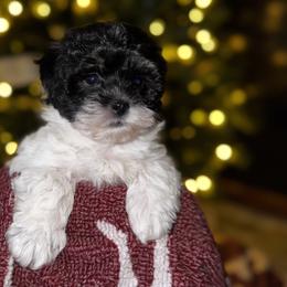 Havapoo Puppies from Claire Lengacher