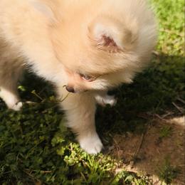 Teddy - Beaver sable male Pomeranian puppy in Garvin, Oklahoma from Hochatown Awesome Aussies