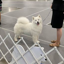 Samoyed All Grown Up from KinleyRay Kennels