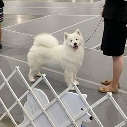 Samoyed All Grown Up from KinleyRay Kennels