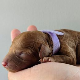 Girl 2 - Cavapoo puppy from West Coast Cavapoos