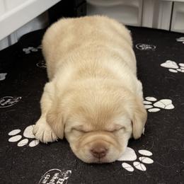 Girl 2 - Yellow female Labrador Retriever puppy in Strafford, New Hampshire from Alley Rock Labradors, LLC