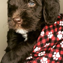 Australian Labradoodles from Sweet Bay Labradoodles