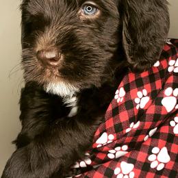 Australian Labradoodles from Sweet Bay Labradoodles