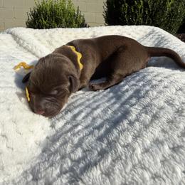 Gold - Chocolate male Labrador Retriever puppy in Gainesville, Georgia from Rucker Retrievers