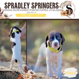 English Springer Spaniel and German Shorthaired Pointer Puppies from Spradley Springers