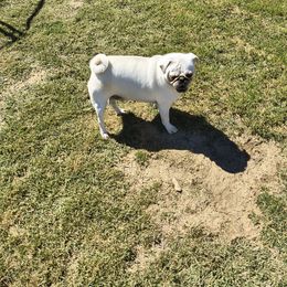 Opal - Pug