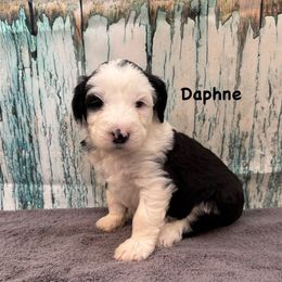 Daphne - Black and white female Sheepadoodle puppy in Blackfoot, Idaho from Son of a Poodle Sheepadoodles