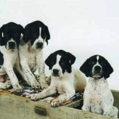 Pointer Puppies from Blackthorne Pointers