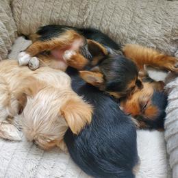 Biewer Terrier and Yorkshire Terrier Puppies from 1.StarDreamPups