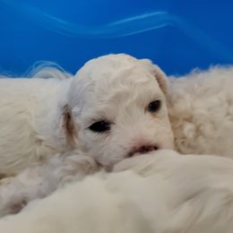 Bichon Frise and Maltese Puppies from Havenkennels