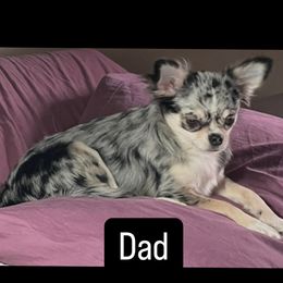 Major - Chihuahua