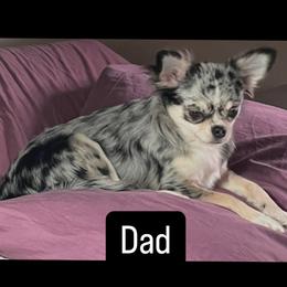 Major - Chihuahua